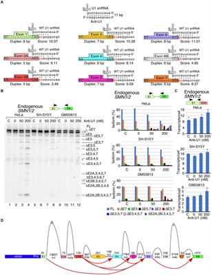 U1 snRNA interactions with deep intronic sequences regulate splicing of multiple exons of spinal muscular atrophy genes
